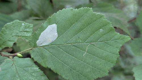 Nut Leaf Blister Moth, Haagse Hout, Den Haag, Nederland, photo 8 of 10