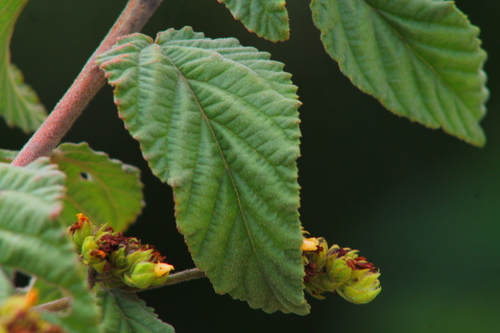 Waltheria indica