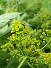 Pastinaca