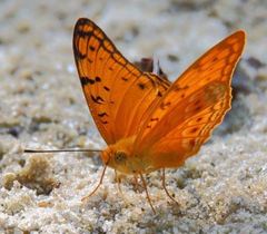 Phalanta madagascariensis