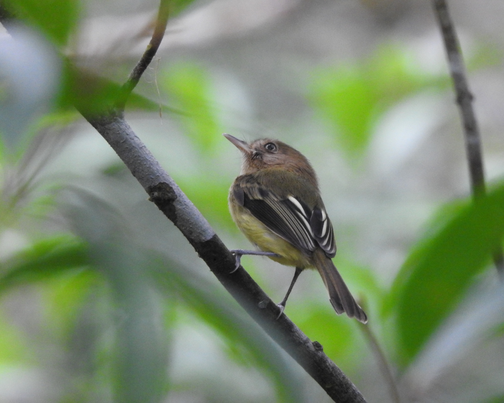 Kaempfer's Tody-Tyrant (Hemitriccus kaempferi), photo 4