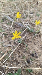 Narcissus cavanillesii