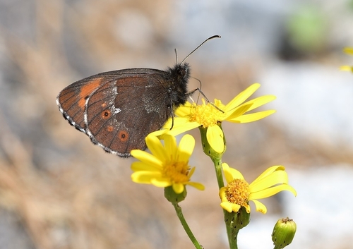 Large Ringlet, 2770 Bansko, Bulgaria, photo 6 of 10