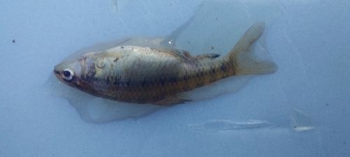 Rachow's darter characin (Characidium rachovii) — Crenuchidae — 3