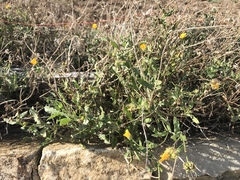 Calendula suffruticosa fulgida