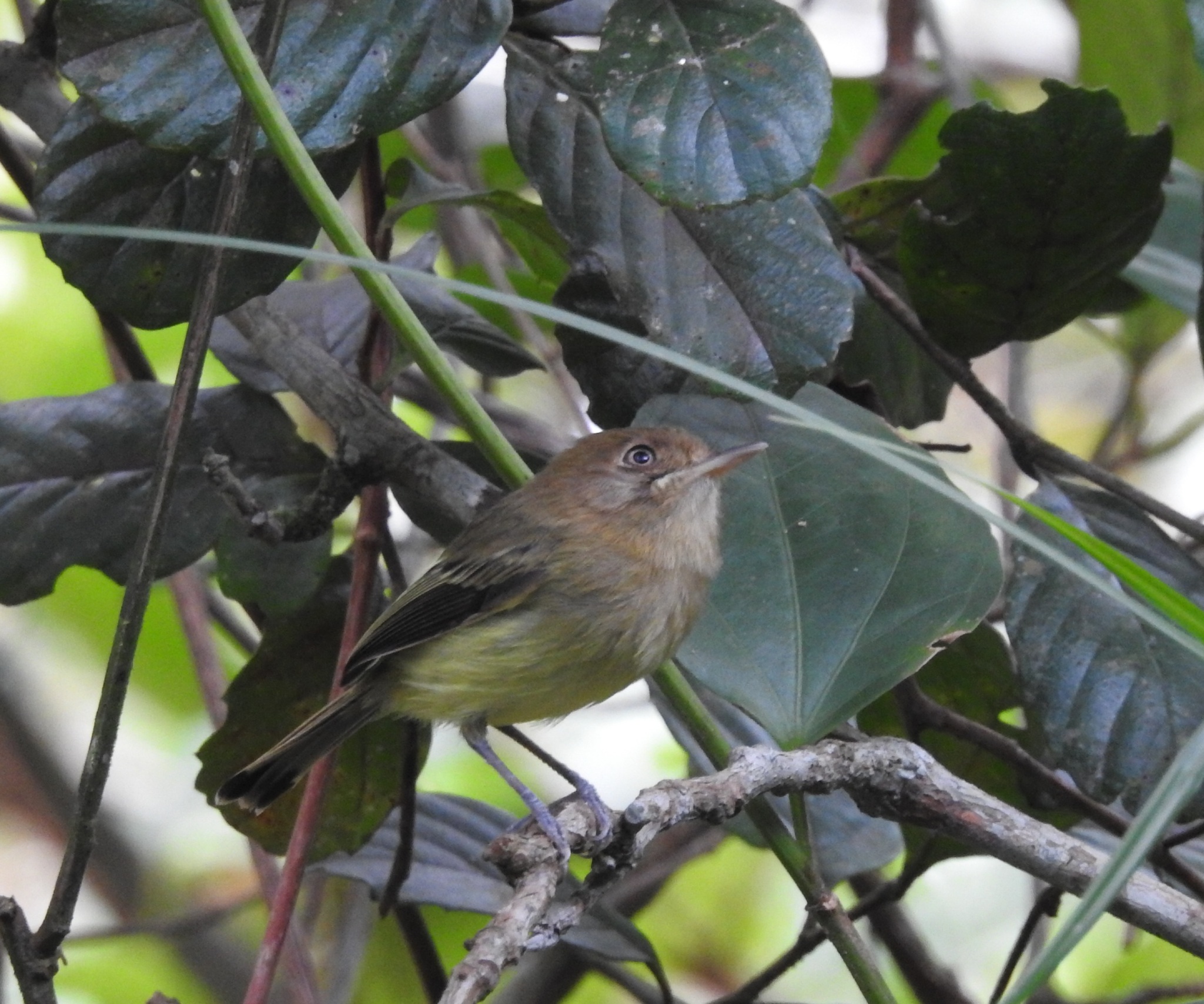 Kaempfer's Tody-Tyrant (Hemitriccus kaempferi), photo 5