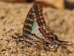 Graphium evombar