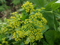 Pastinaca