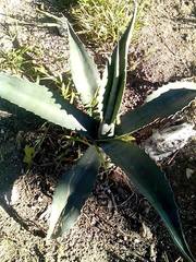 Agave