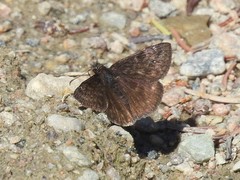 Erynnis persius