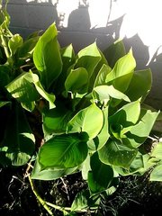 Canna × generalis