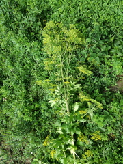 Pastinaca