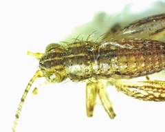 Anaxipha tinnulenta