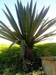 Agave