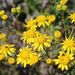 Shoddy Ragwort - Photo (c) Nigel Forshaw, some rights reserved (CC BY-NC), uploaded by Nigel Forshaw