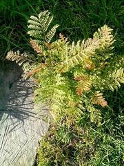 Tracheophyta