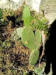 Opuntia