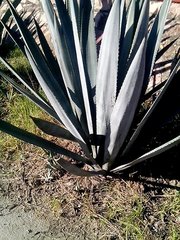 Agave
