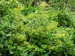 Pastinaca