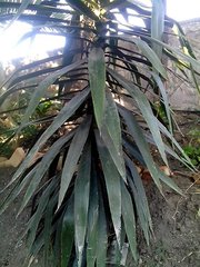 Tracheophyta