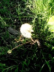 Taraxacum officinale