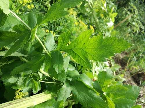 Pastrnak (Pastinaca)