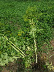 Pastinaca