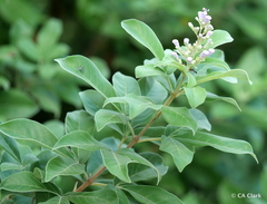 Vitex trifolia