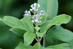 Vitex trifolia