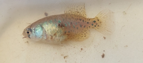 Patricia's pearlfish (Austrolebias patriciae) — Rivulidae — 3