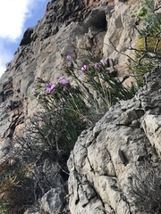 Dianthus rupicola