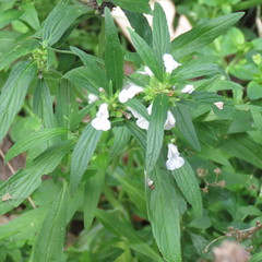 Leucas lavandulifolia