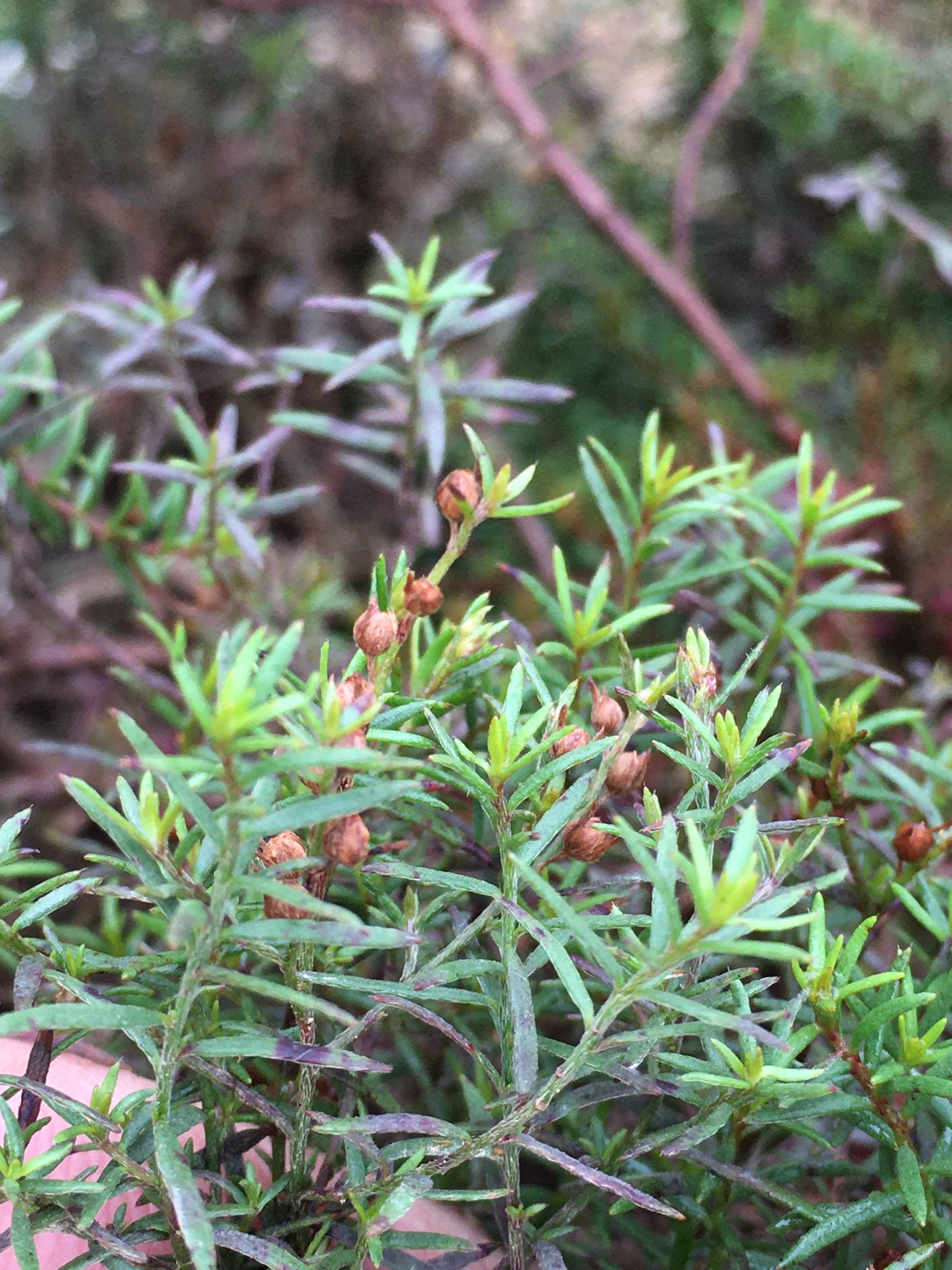 Lechea tenuifolia