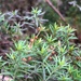Lechea tenuifolia - Photo Sem direitos reservados, uploaded by Becky Dill