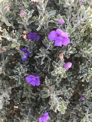 Leucophyllum