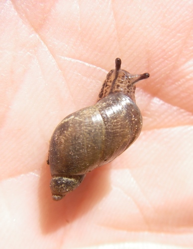 Oxyloma haydeni kanabensis, 2016-09-12