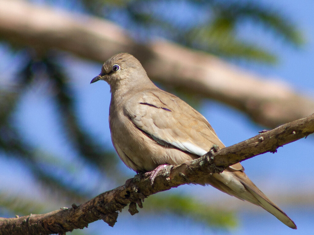 Picui Ground Dove (Columbina picui) photo