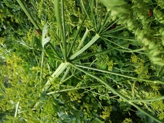 Pastinaca