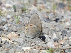Coenonympha haydenii