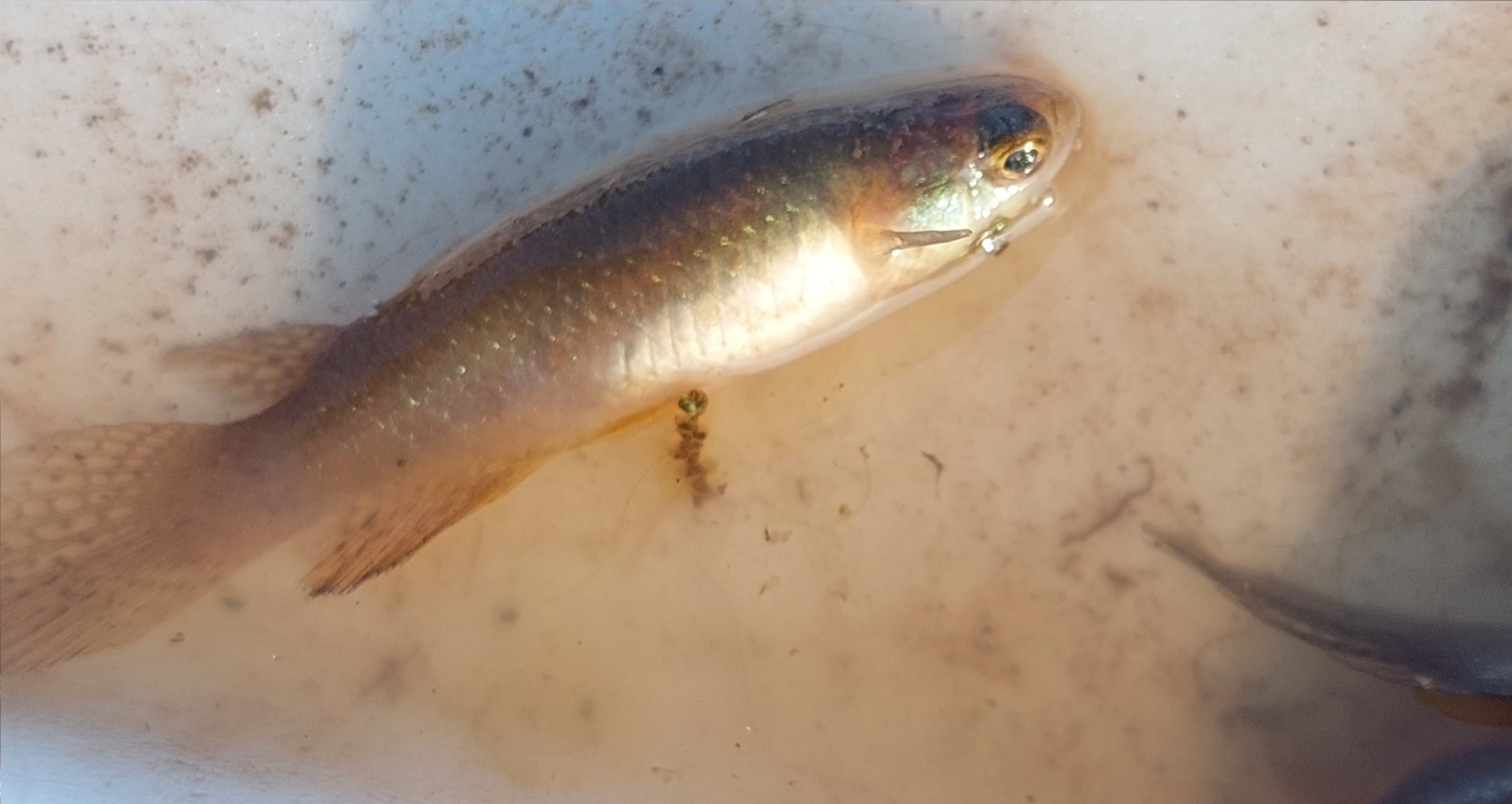 Longfin Killie photo 7