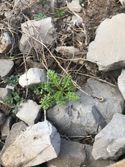 Anthemis secundiramea