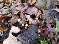 Deconica subcoprophila