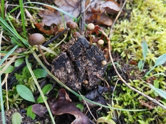 Deconica subcoprophila