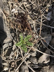 Anthemis secundiramea