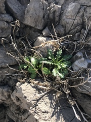 Senecio leucanthemifolius