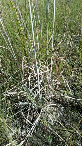 Image of Anatherum dealbatum by (c) Jay Horn, some rights reserved (CC BY)