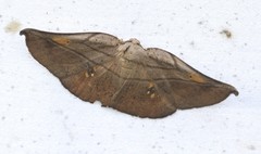 Xenomusa metallica