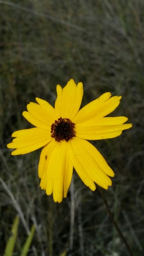 Image of Coreopsis floridana by (c) Jay Horn, some rights reserved (CC BY)