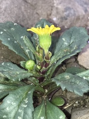 Senecio leucanthemifolius