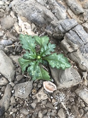 Senecio leucanthemifolius